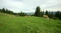 steadicam cows grazing HD 影片