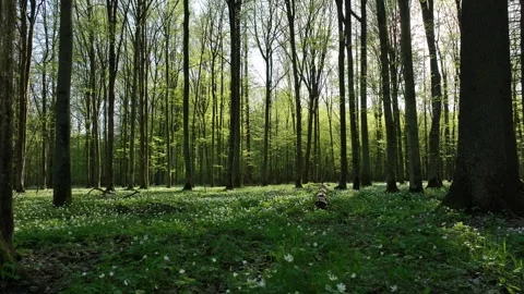 Steadicam Creeping Through Forest Over Carpet of White Flowers Stock Footage 266522557