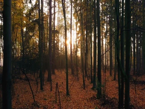 Steadicam flies through tree row. Stock Footage 81219670