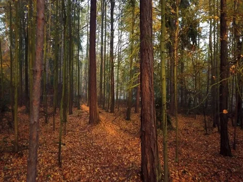 Steadicam flies through tree row. Stock Footage 81219942