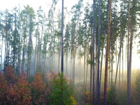 Steadicam flies through tree row. Stock Footage 81220453