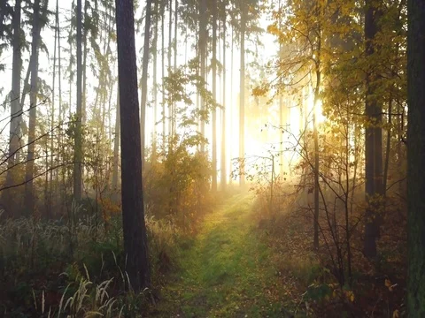 Steadicam flies through tree row. Stock Footage 81220730