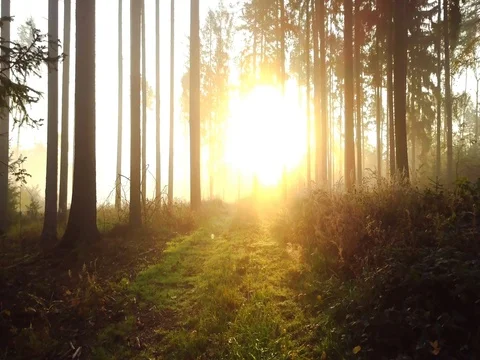 Steadicam flies through tree row. Stock Footage 81221206