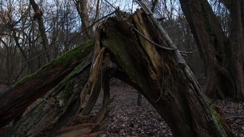 Steadicam flying over a broken log with moss to the break point Stock Footage 123978859