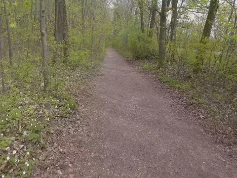 Steadicam footage through tree forest Stock Footage 74619976