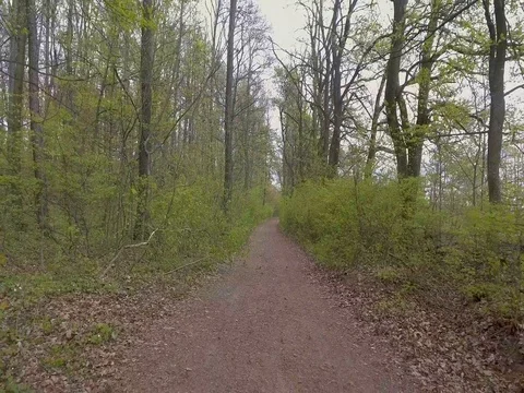 Steadicam footage through tree forest Stock Footage 74620038