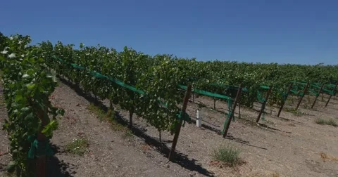 Steadicam Grape fields and vineyards . Stock Footage 52604140