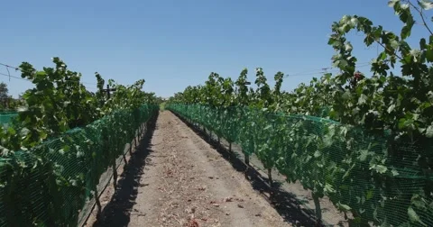 Steadicam Grape fields and vineyards.  Wine production. Food Industry. Stock Footage 52605438
