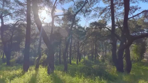 Steadicam lateral movement through pine forest with sun lens flare Stock Footage 339602767