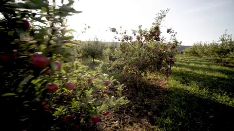 Steadicam moving down a row of small apple trees with the sun poking Stock Footage 82394948