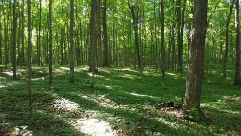 Steadicam moving forward in deciduous forest with squirrel far away Stock Footage 92644809