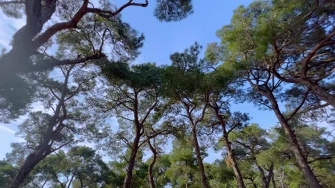 Steadicam moving forward under pine trees with sun lens flare - wide angle Stock Footage 342545576