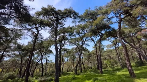 Steadicam moving sideways through Turkish pine forest with Marmara Sea view Stock Footage 342547654