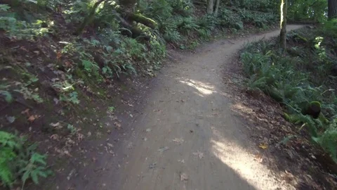 Steadicam moving through forest trail with lens flares from sunlight Видео 84238097