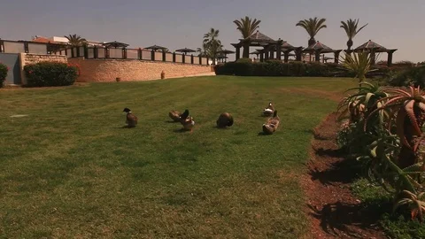 Steadicam run with ducks escaping Stock Footage 80425144