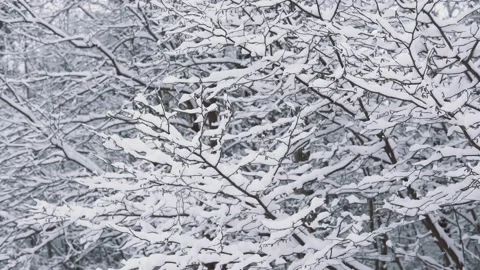Steadicam shot bare branches of tree covered with snow, frozen forest Stock Footage 146994981