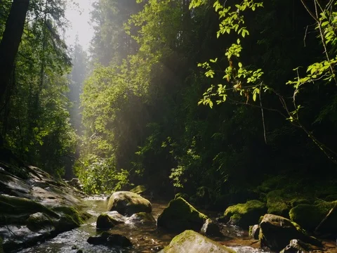 Steadicam shot: Clean mountain stream in the mysterious morning forest. The rays Stock Footage 78490830