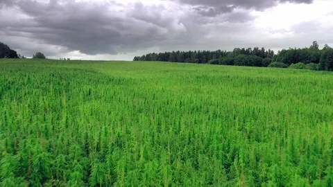 Steadicam shot of flying camera needs huge field of Medical Marijuana. Stock Footage 145714113