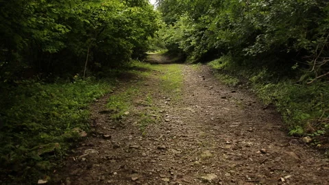 Steadicam shot of forest road. Stock Footage 97665789