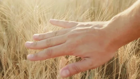 Steadicam shot: A man's hand looks at the mature spikelets of yellow wheat at Stock Footage 80084994