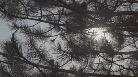 Steadicam shot meadows and forests at dusk Video stock 196893326