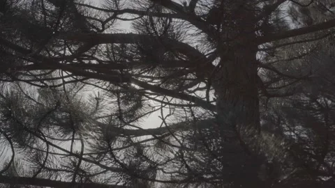 Steadicam shot meadows and forests at dusk Video stock 196893360