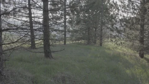 Steadicam shot meadows and forests at dusk Video stock 196893407