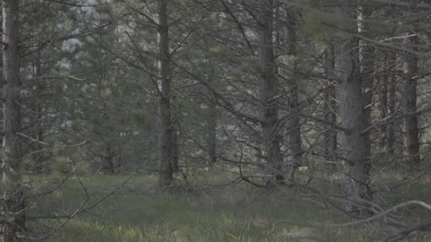 Steadicam shot meadows and forests at dusk Video stock 196893537