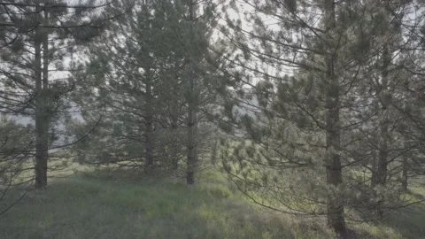 Steadicam shot meadows and forests at dusk Video stock 196893632