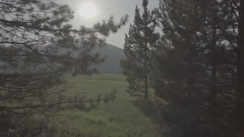 Steadicam shot meadows and forests at dusk Video stock 196893642
