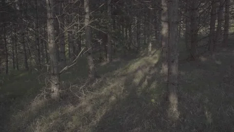Steadicam shot meadows and forests at dusk Video stock 196893668