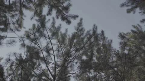 Steadicam shot meadows and forests at dusk Video stock 196893871