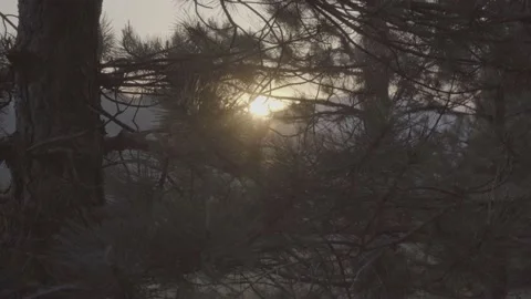 Steadicam shot meadows and forests at dusk Video stock 196894098
