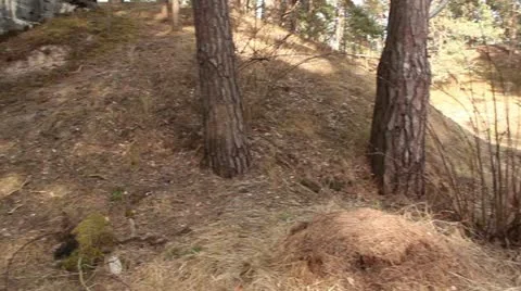 Steadicam shot of old army bunker abandoned in forest Stock Footage 10883045