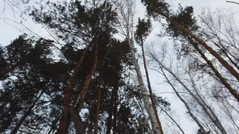 Steadicam shot of over snowmobile trees in winter evening ride 動画素材 164019643