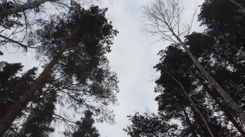 Steadicam shot of over snowmobile trees in winter evening ride 動画素材 164019645