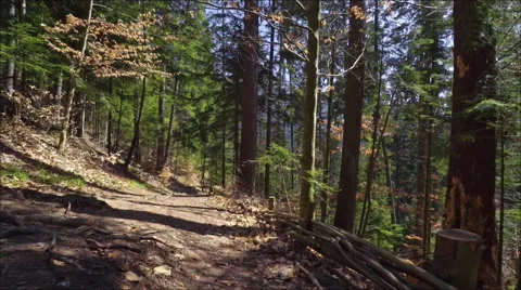 Steadicam shot in the pine forest at great sunny day Video stock 61944492