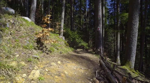 Steadicam shot in the pine forest at great sunny day Stock Footage 61944496