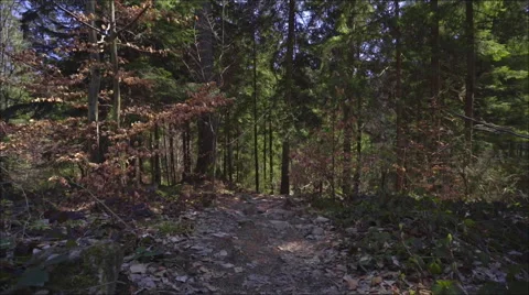 Steadicam shot in the pine forest at great sunny day Stock Footage 61944514