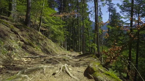 Steadicam shot in the pine forest at great sunny day Stock Footage 61944515