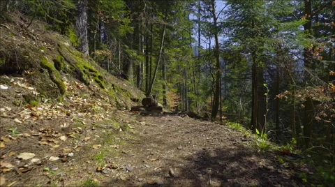Steadicam shot in the pine forest at great sunny day Stock Footage 61944664
