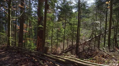 Steadicam shot in the pine forest at great sunny day Stock Footage 61944697