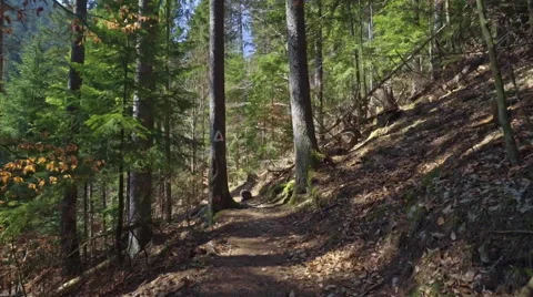 Steadicam shot in the pine forest at great sunny day Stock Footage 61944812