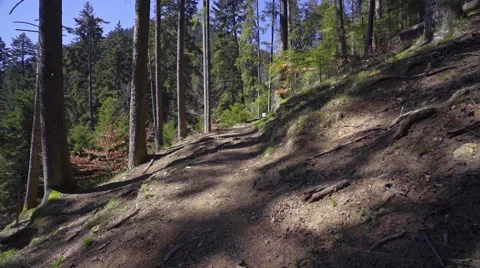 Steadicam shot in the pine forest at great sunny day Stock Footage 61945492