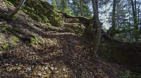 Steadicam shot in the pine forest at great sunny day Stock Footage 61945566