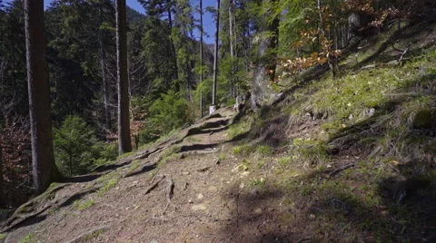 Steadicam shot in the pine forest at great sunny day Stock Footage 61945873