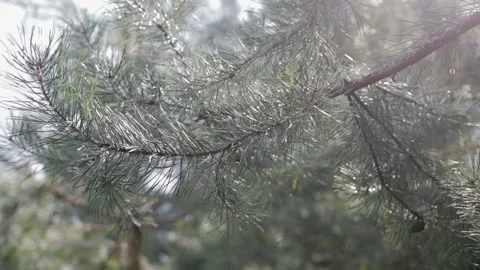 Steadicam shot of a pine forest in Sunny summer weather. Branches with needles Stock Footage 104023728