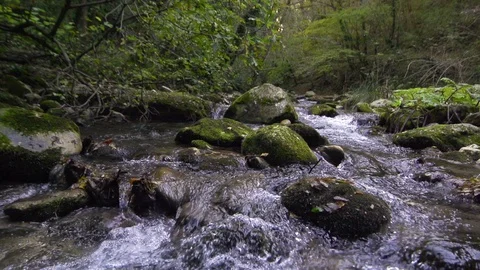 Steadicam shot of river flowing through summer forest at sunset. Stock Footage 127737662