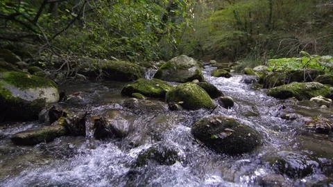 Steadicam shot of river flowing through summer forest at sunset. Video stock 127737669