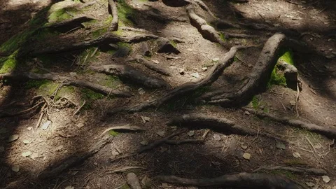 Steadicam shot: The roots of old trees on a mountain path, an old deciduous Stock Footage 80090021